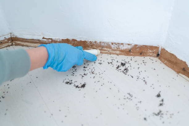 Best Termite Inspection and Treatment  in Ceredo, WV